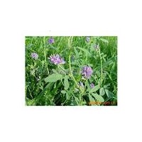 紫花苜蓿种子 葫芦种子
