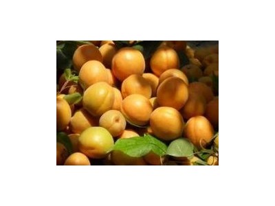 杏子价格-万亩优质丰园红杏产地价格，金太阳杏基地行情凯特杏