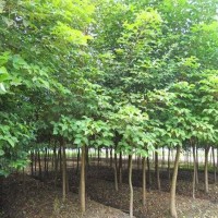 江西乌桕树价格 1-20公分乌桕风景树主要产地