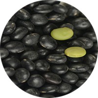高产优质黑大豆种子 青仁乌豆种子 投入少效益高管理简便
