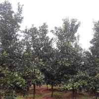 香泡树1-30公分自产自销 浙江金华货源低价供应香泡苗木