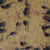 2020年优质蛙苗预定黑斑蛙养殖技术黑斑蛙种苗 黑斑蛙养殖场