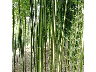 竹子种植基地，竹子批发，竹子出售