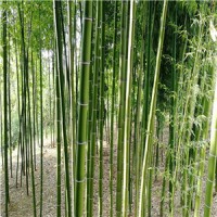 竹子种植基地，竹子批发，竹子出售