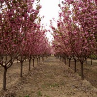 泰安市泰山区樱花种植基地