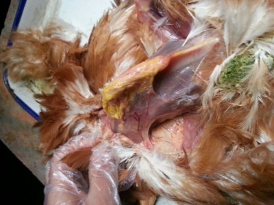得了滑液囊支原体的鸡，产蛋有影响吗？如何治疗鸡滑膜炎