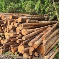 马来西亚板材进口报关|盐田港木材代理清关