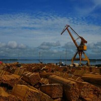加蓬原木进口需要在国外做熏蒸吗|盐田港木材代理清关