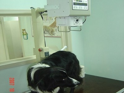 动物专用X光机