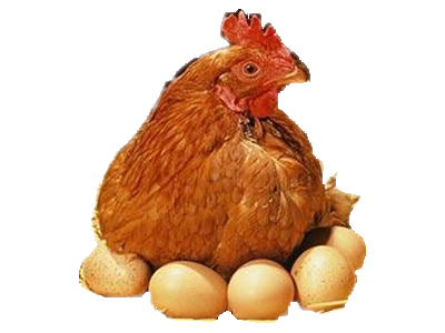 饲料级甲酸钙减少鸡蛋破壳率提升产蛋高峰