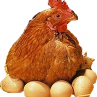 饲料级甲酸钙让蛋壳变硬变亮，减少鸡蛋破壳率