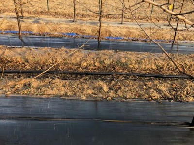 果园防草布 pp防草布厂家 山东果园防草布厂家 果园防草布图2