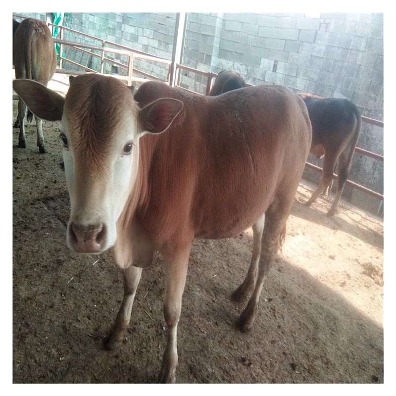 鲁西黄牛、牛犊养殖场山东晨旭牧业出售改良黄牛牛苗、改良肉牛犊