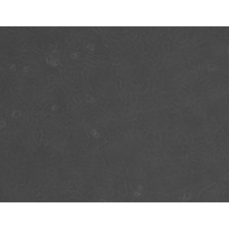 Lec1[Pro-5WgaRI3C]仓鼠卵巢细胞