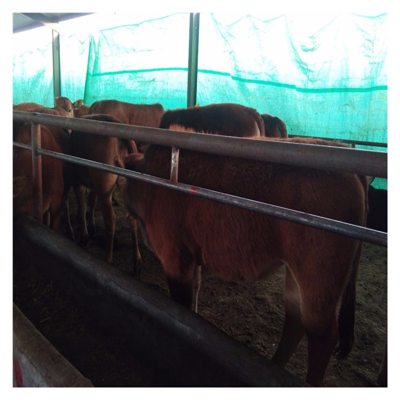 购买鲁西黄牛犊到品种牛养殖场山东晨旭牧业销售小肉牛犊价格表
