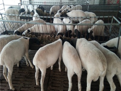 肉羊养殖基地山东晨旭牧业供应杜寒杂交肉羊、黑头杜泊羊小尾寒羊