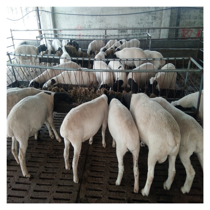 肉羊养殖基地山东晨旭牧业供应杜寒杂交肉羊、黑头杜泊羊小尾寒羊