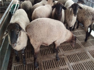购买萨福克羊到养殖场山东晨旭牧业直销萨福克种羊、母羊、小羊