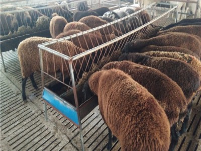 无骨羊养殖场在山东供应成年无骨羊公羊、母羊、青年羊