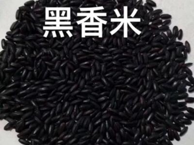 营养滋补的大米 黑香米