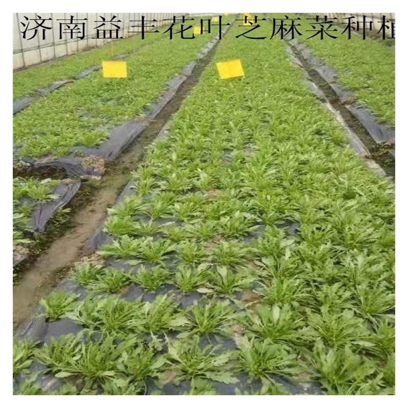 小叶芝麻菜种子 火箭菜种子绿色无公害蔬菜品种