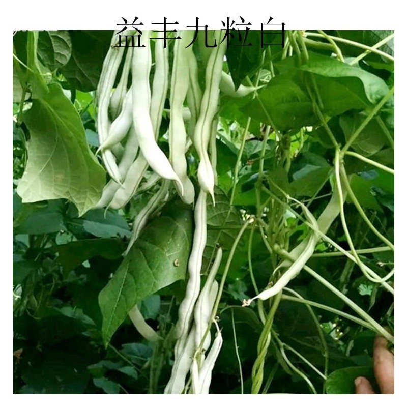 九粒白种子-四季豆架豆种子保护地露天都可以