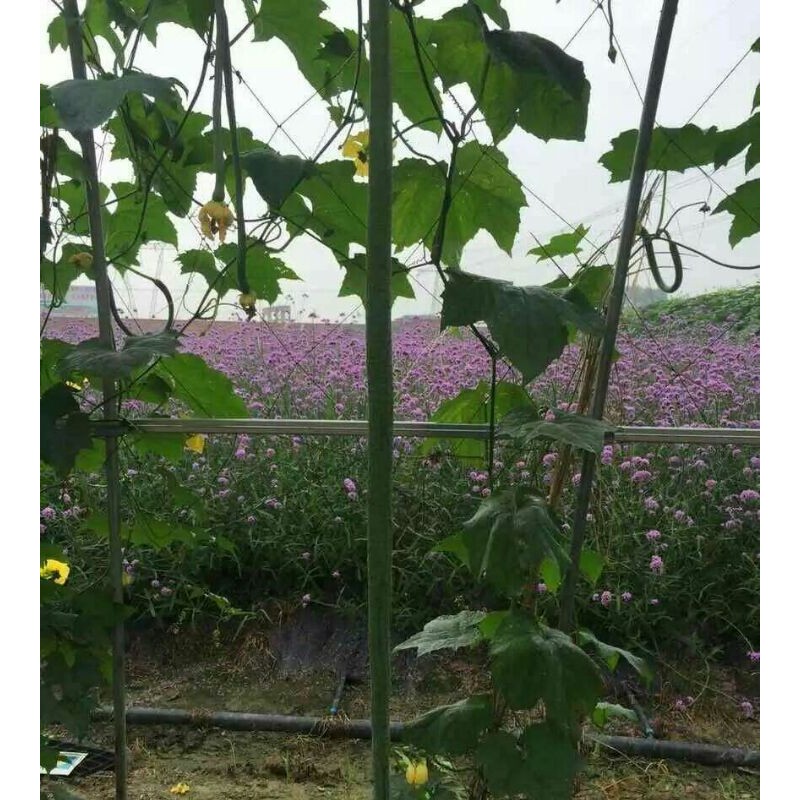 观赏食用的4米长丝瓜种子 旅游观光园林用种丝瓜种子