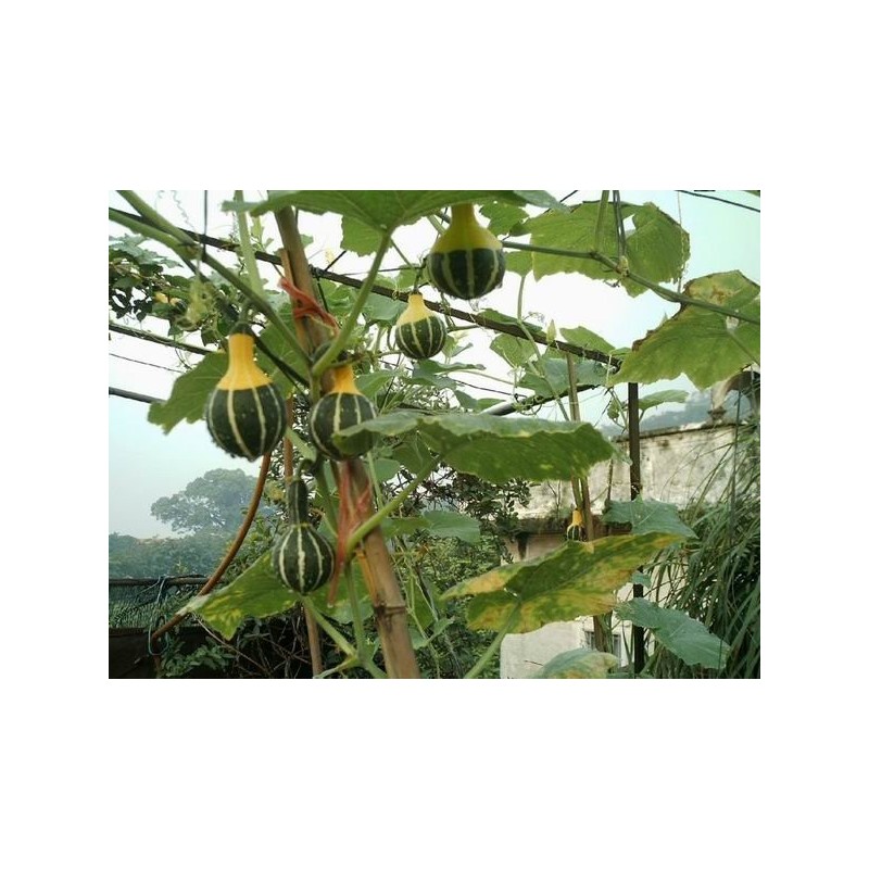 微型南瓜种子奇趣观赏南瓜种子 鸳鸯梨南瓜种子