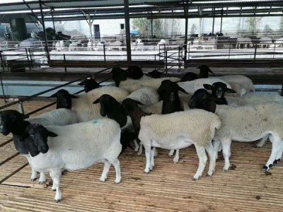 供应新疆洛浦县多胎杜寒杂交母羊多少钱一只哪里卖的价格便宜
