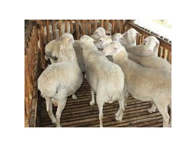 供应新疆策勒县多胎澳洲白怀孕母羊多少钱一只哪里有卖的价格便宜