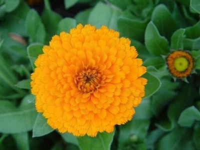 天津港长生菊降三高常春花金盏花西班牙进口清关过程图1