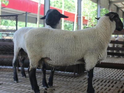 梁山县大型萨福克种羊养殖基地多胎肉羊品种量大价优