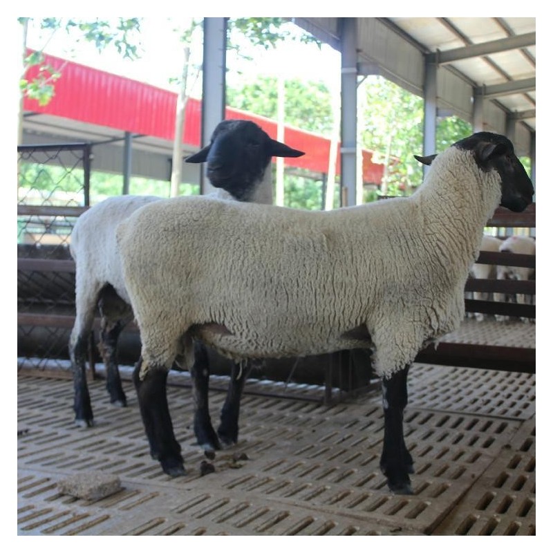 梁山县大型萨福克种羊养殖基地多胎肉羊品种量大价优